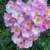 Rosa Rambler Rose