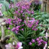 Dendrobium kingianum »Berry Oda«