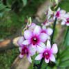 Dendrobium phalaenopsis