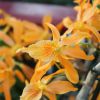 Blüte des Dendrobium »Stardust«