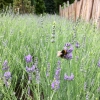 Hochsommerliche Insektenweide | © BGR