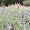 Lavandula angustifolia – die Wildform des Lavendels | © BGR