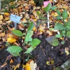 Im Kalkbuchenwald stehen die neuen Exemplare der Schwarzen Tollkirschen (Atropa belladonna)