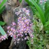 Oncidium ornithorhynchum – Duftorchidee im Tasmanienhaus