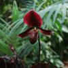 Paphiopedilum »maudiae vinicolor«, Frauenschuh