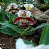 Paphiopedilum, Frauenschuh-Sorte