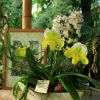 Paphiopedilum »Reinhard Rauball«, getauft am 21.01.2018