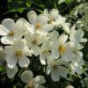 Weiße Rambler Rose