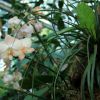 Phalaenopsis-Sorte in aprikot-weiß
