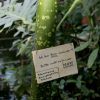 Stamm der Titanenwurz (Amorphophallus titanum)