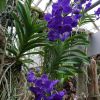 Vanda »Magic Blue«