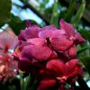 Vanda-Sorte in Pink