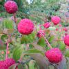 Blumen-Hartriegel (Cornus kousa, jap.)