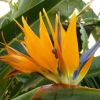 Strelitzia reginae, Paradiesvogelblume, Februar 2014