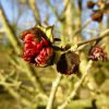 Knospen des persischen Eisenholzbaumes (Parrotia persica), Februar 2014