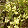 Elfenblume (Epimedium)