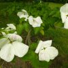 Blumenhartriegel, Cornus venus, Juni 2014