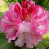 Rhododendron im Juni