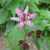 Krötenlilie (Tricyrtis)