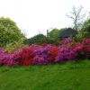 Rhododendronhügel 2013