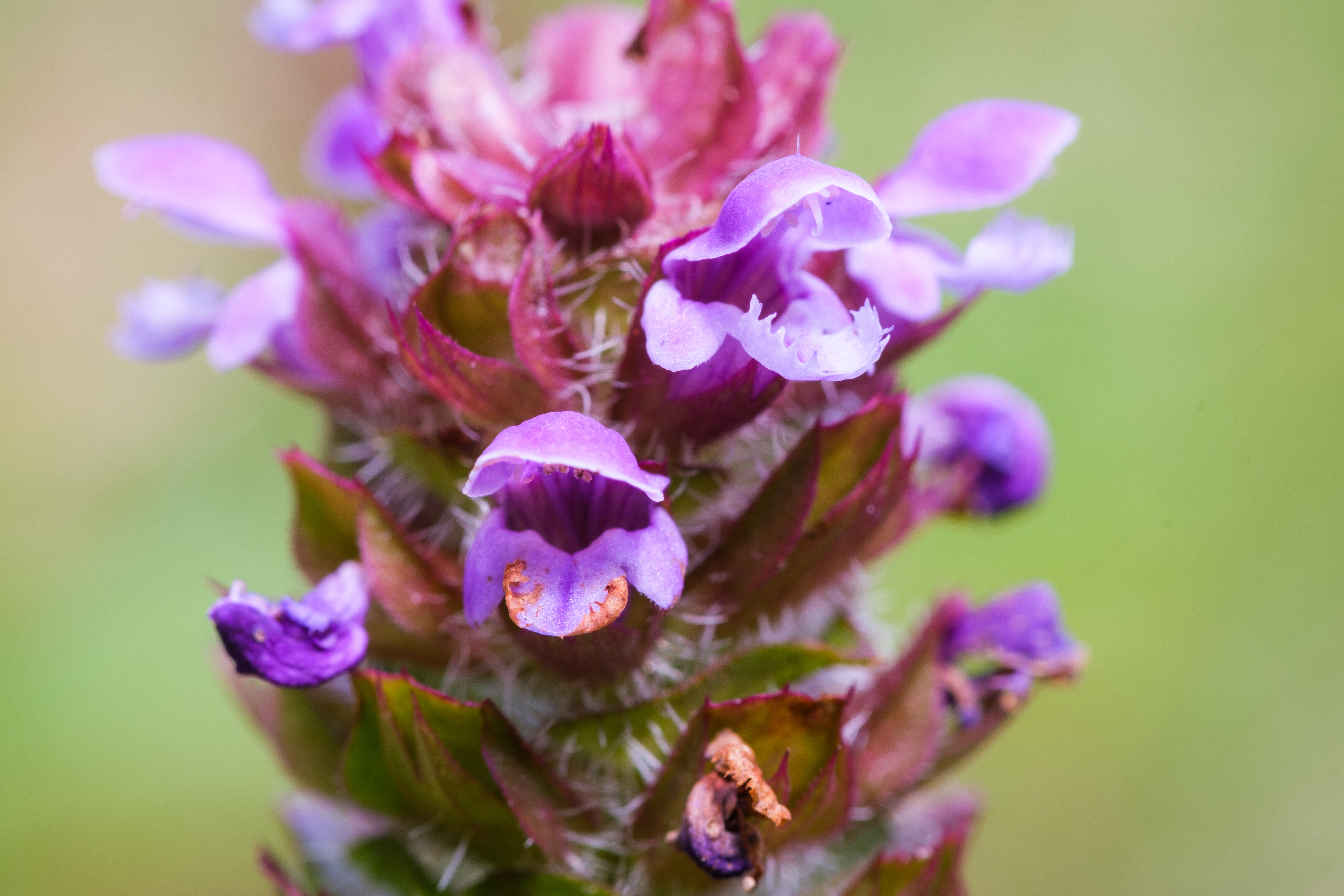 Kleine-Braunelle-Blüte-c-Julian-Denstorf